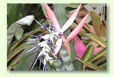 billbergia - Bromelien richtig gie�en und Vermehren - geeignete Erde f�r Bromelienen