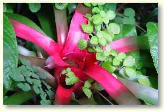 Bromelien richtig kultivieren