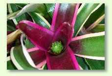 Besonderheiten der Bromelien: Das artgerechte D�ngen und Umtopfen f�r ein gesundes Wachstum