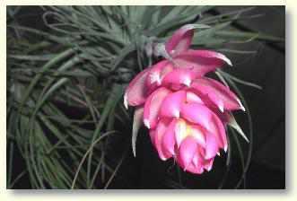 tillandsia-stricta - Bromelien gie�en und Vermehren, geeignete Erde f�r Bromelienen