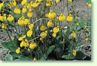 Die Pflege der Pantoffelblume