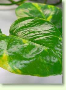 Efeutute Epipremnum pinnatum