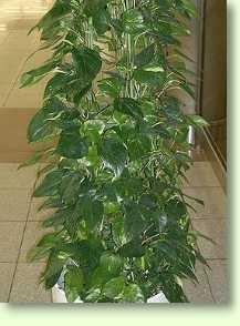 Efeututen / Epipremnum aureum