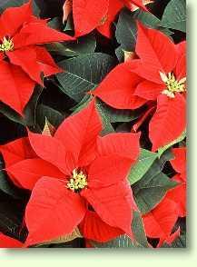 Weihnachtsstern / Euphorbia pulcherrima