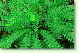 Pflege des Frauenhaarfarn / Adiantum