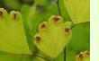 Adiantum