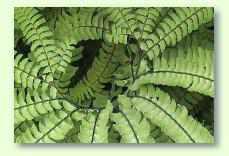 Farne: D�ngen, Gie�en, Luftfeuchtigkeit und Erdgemisch