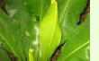 Asplenium