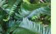 Nephrolepis