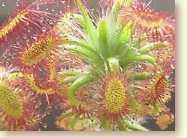 Zum vergrößern klicken Sonnentau, Drosera lasiantha
