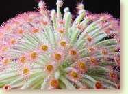 Zum vergrößern klicken Sonnentau, Drosera derbyensis
