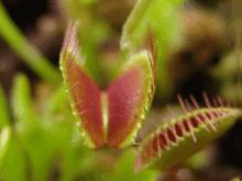 Dionaea muscipula, Venusfliegenfalle, Kollage
