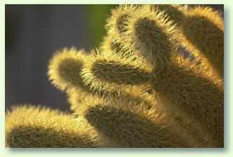 Das Forum f�r Orchideenz�chter