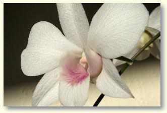 Das Forum f�r Orchideenz�chter