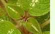 Episcia