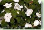 Pflege der Impatiens - Springkraut