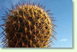 Mammillaria - kaktus
