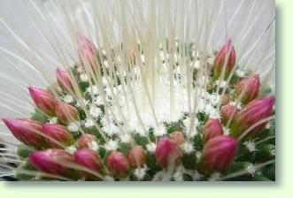 Mammillaria - Warzenkaktus