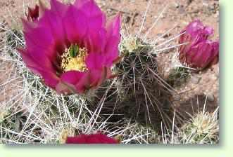 Pflege des Echinocereus