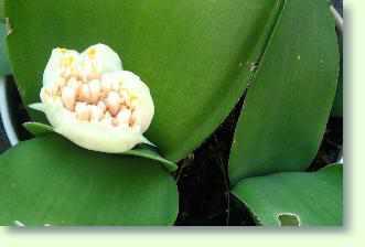 Haemanthus, Blutblume pflegen