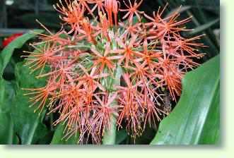 Haemanthus, Blutblume. Anleitungen zum Gie�en, Temperaturen, Standort, Sch�dlinge, Vermehrung