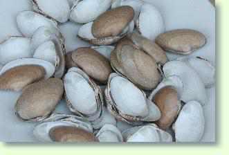 Muschelschalen, gekocht, Muschelfleisch entfernt,  gruendlich auswaschen, Reste entfernen, und 24 Std inkaltem Wasser ruhen lassen