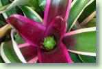 Pflege der Neoregelia Bromelie