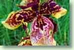 Pflege der Odontoglossum - Zahnzunge Orchidee