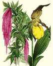 Hier geht es zum Orchideenforum