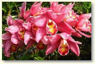 Orchideen pflegen