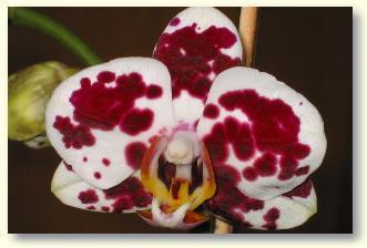 Eintopfen, Umtopfen und das Vermehren von Orchideen