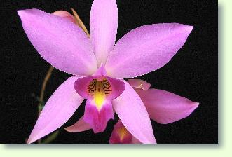 Orchideen: Laelia - Lälie