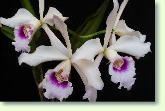 Orchideen: Laelia - L�lie richtig pflegen