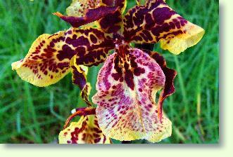 Odontoglossum - Zahnzunge Orchidee