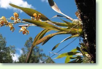 Odontoglossum richtig pflegen. Anleitungen zu Pflege der Orchidee