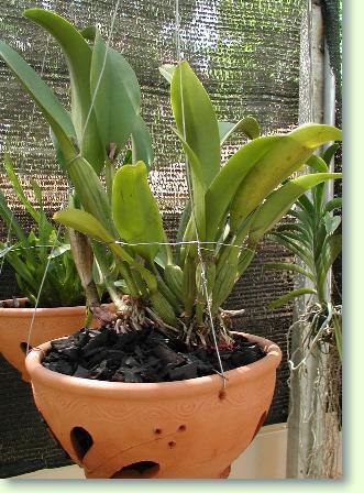 Orchidee Cattleya chia lin