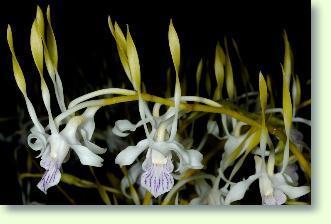 Pflegeanleitung dendrobium-antennatum