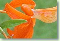 Dendrobium unicum 