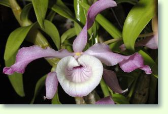 Pflege dendrobium