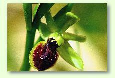 Orchideen im Forum