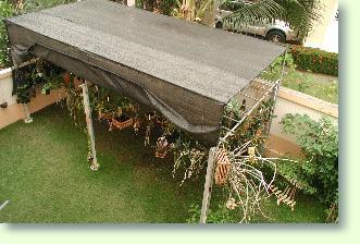 Orchideen im Sommer / Pflanzenfreunde