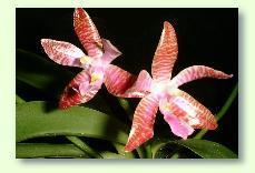 Orchideen: Die richtige Pflege der Orchideen
