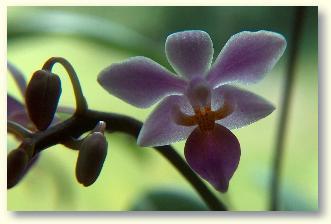 Orchideen als Zimmerpflanze