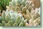 Pflege Pachyphytum - Dickstamm / Sukkulente