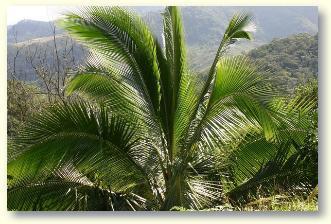 Licht f�r Pflanzen