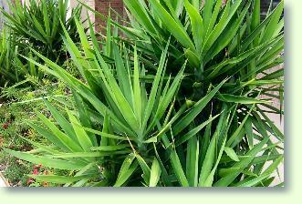 Yucca