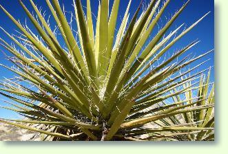 Pflege Yucca - Palmlilien richtig pflegen