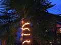 winterharte Palmen vor Frost sch�tzen