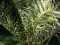winterharte Palmen vor Frost sch�tzen