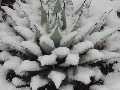 winterharte Palmen vor Frost sch�tzen